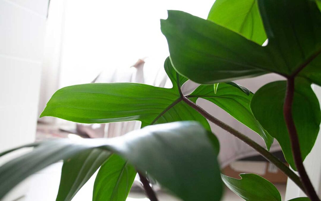 How to Properly Feed and Fertilize Indoor Plants