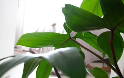 How to Properly Feed and Fertilize Indoor Plants