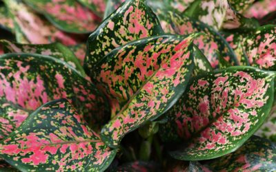 Types of Fertilizers and How To Use Them