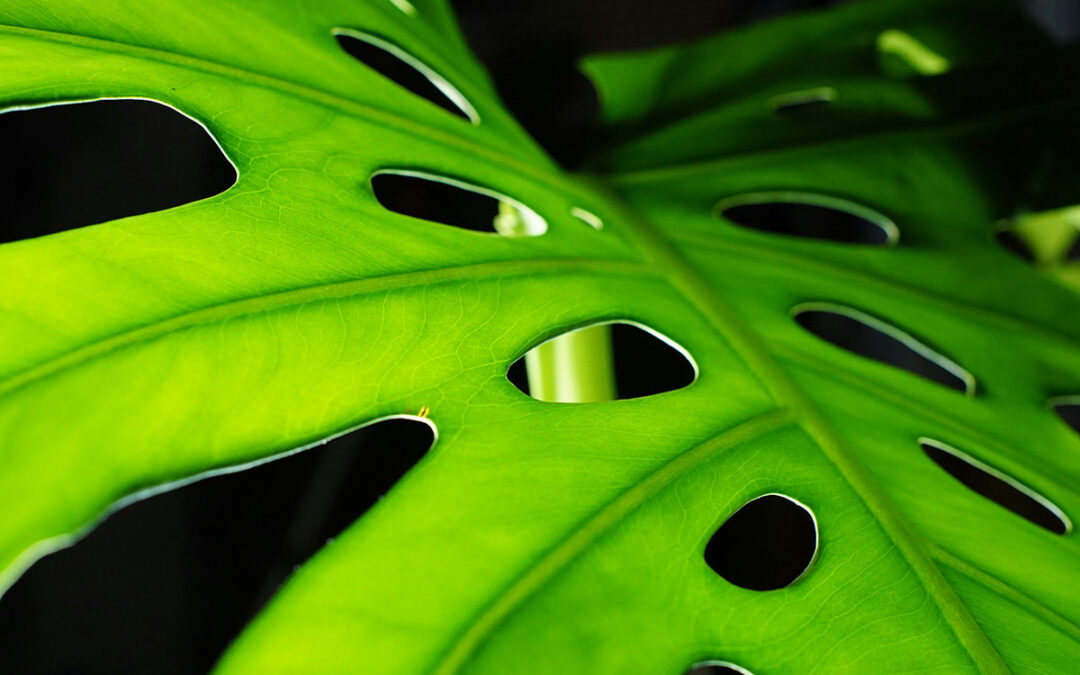 Propagating Monstera