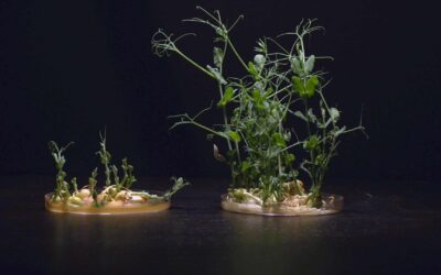Wi-Fi and Plants: A Student Experiment Unveils a Hidden Impact